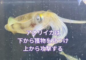 アオリイカは下から獲物を見つけ、上から襲います。アジは頭を浮かせて沈める泳がせ方が効果的。その理論を形にしたのが、釣太郎オリジナルのオモリ付きヤエン針。