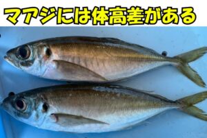 真アジの体型差は「生息環境」と「生活スタイル」によって生じます。瀬付き型は体高が高く、回遊型は丸みを帯びた細長い体型。釣太郎