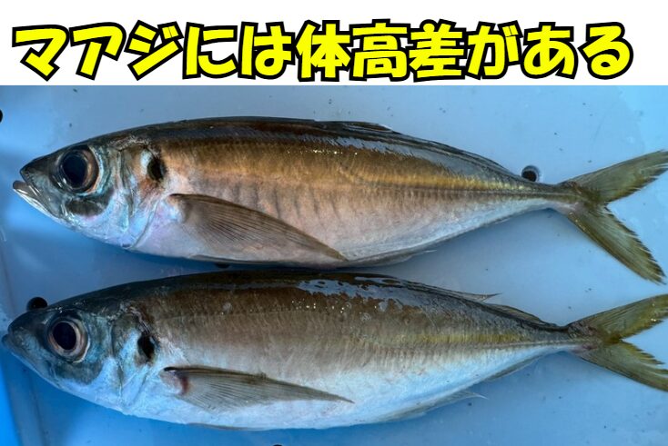 真アジの体型差は「生息環境」と「生活スタイル」によって生じます。瀬付き型は体高が高く、回遊型は丸みを帯びた細長い体型。釣太郎