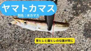 ヤマトカマスはミズカマスともいわれる。背びれと腹ビレの位置が同じ。釣太郎