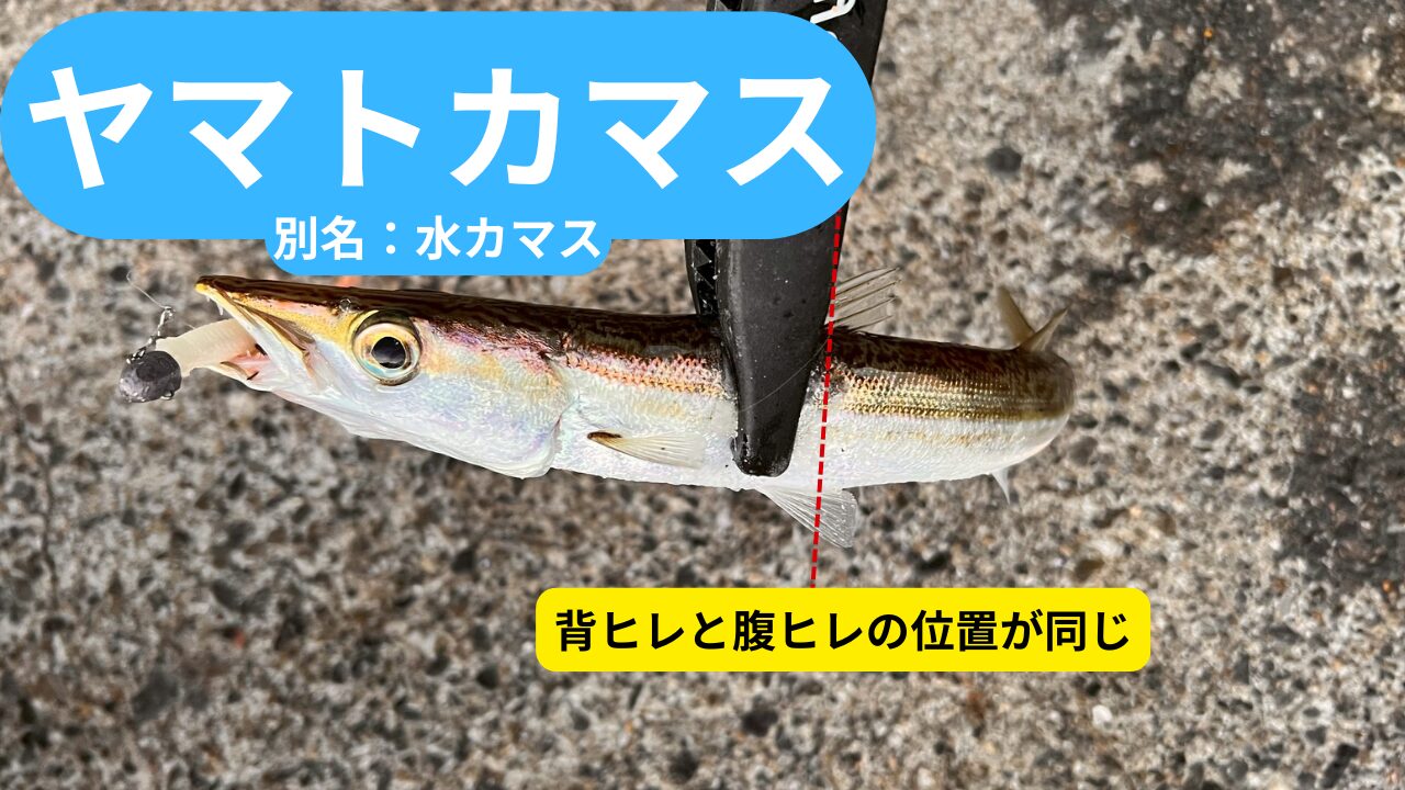 ヤマトカマスはミズカマスともいわれる。背びれと腹ビレの位置が同じ。釣太郎