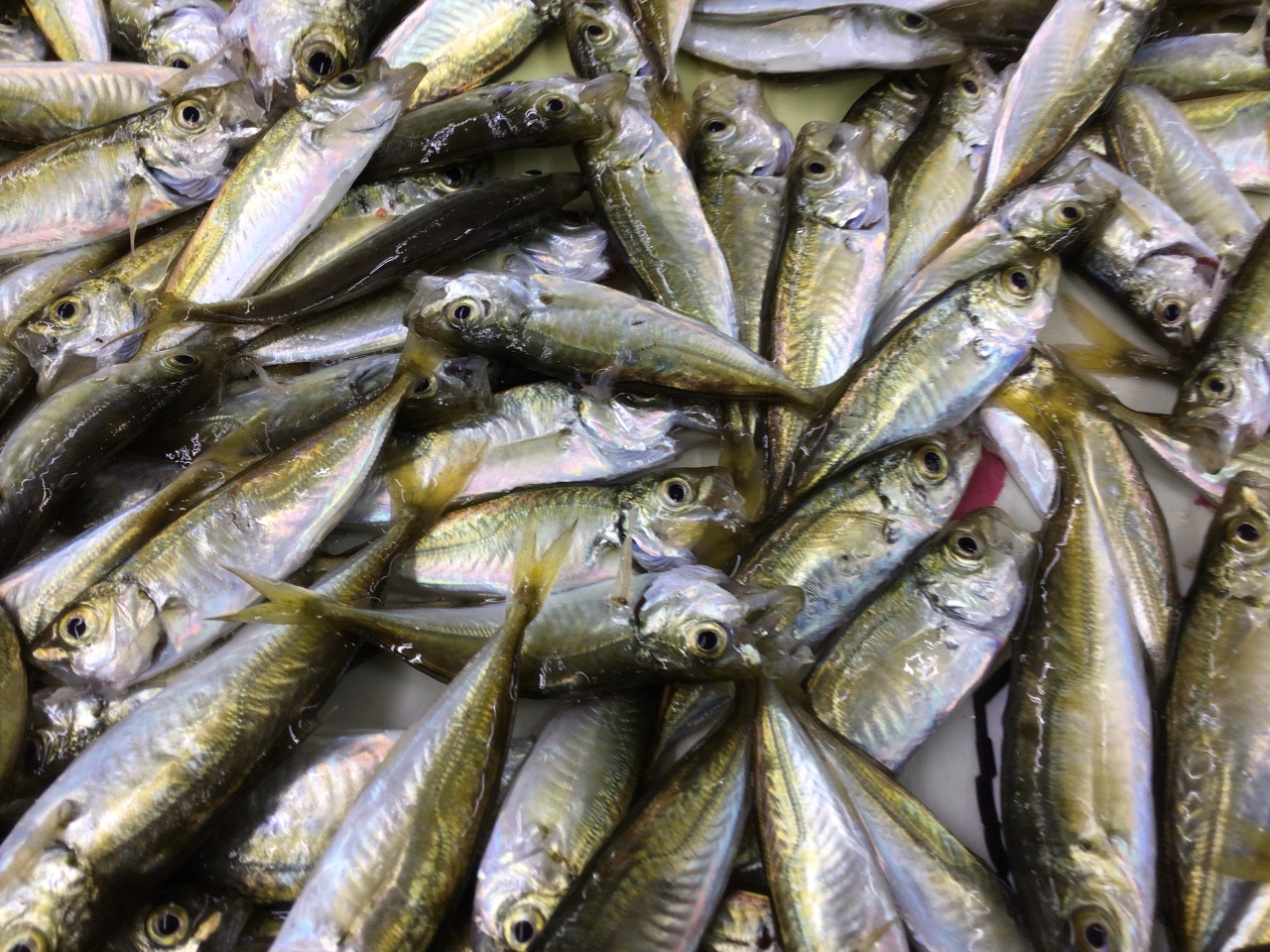 みなべ田辺の小アジ釣りは終わり。白浜店ではまだ一部釣れています。11月3日釣太郎