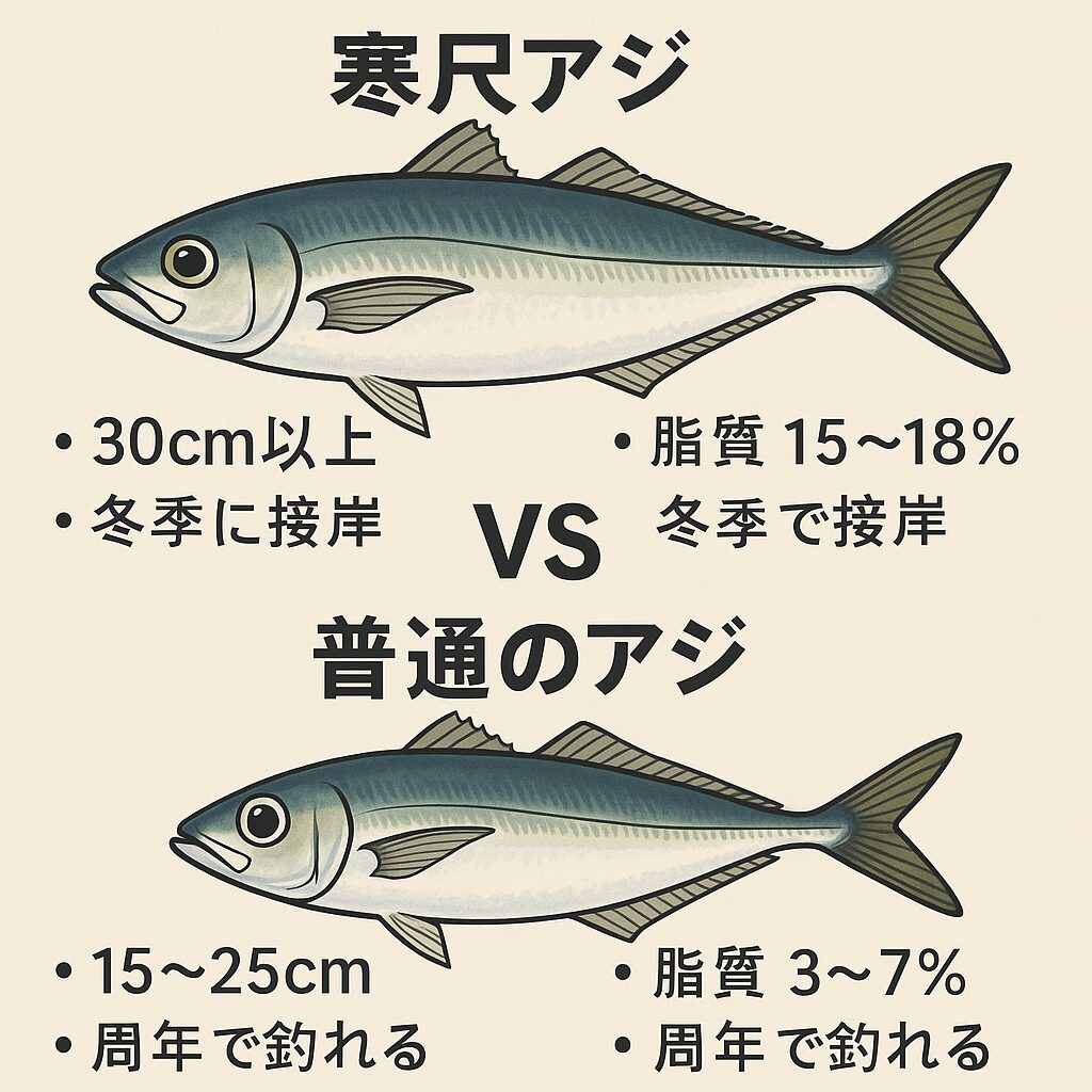 南紀では冬になると、30cmオーバーの寒尺アジが堤防で狙える。 脂質含有率は15〜18％で、マグロのトロ級の味わい。釣太郎