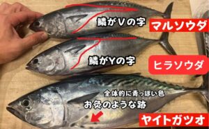 見分け方： 背中のウロコが「第2背ビレまで続いている」のがマルソウダ、「離れている」のがヒラソウダ。釣太郎