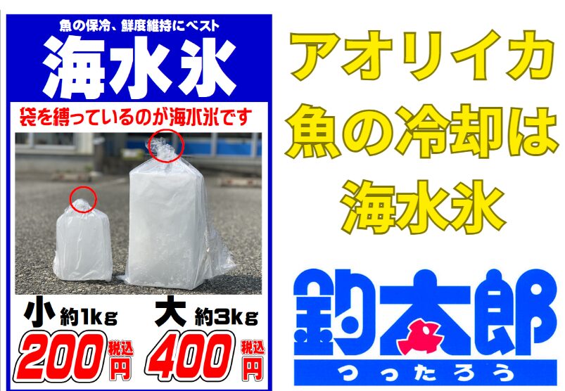 食卓で差がつく！海水氷で冷やしたアオリイカの魅力。刺身にしたときの透明感と甘味が段違い.釣太郎