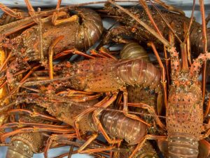 イセエビが美味しい理由。「甘味」のグリシン、プロリンが豊富。 「旨味」のグルタミン酸、アルギニンが豊富。アミノ酸のバランスが「黄金比」である。太い筋肉繊維が「最高の食感」を生み出す。釣太郎