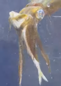 活アジを捕食中のアオリイカ。釣太郎みなべ店で飼育中。