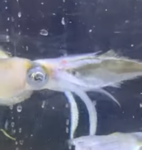 なぜアオリイカはアジをすぐに放すのか？ヤエン釣り入門。釣太郎