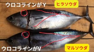 ヒラソウダ（写真上）：ウロコラインが「Y」。ウロコが長く伸びていればヒラソウダ（大当たり・刺身最高）。 ウロコが短ければマルソウダ（取り扱い注意）。釣太郎