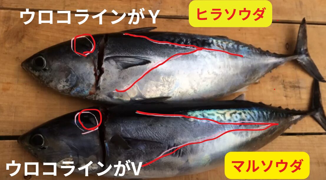 ヒラソウダ（写真上）：ウロコラインが「Y」。ウロコが長く伸びていればヒラソウダ（大当たり・刺身最高）。 ウロコが短ければマルソウダ（取り扱い注意）。釣太郎