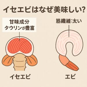 イセエビの美味しさの核心。 それは、筋肉の中に含まれる「遊離アミノ酸（ゆうりアミノさん）」の含有量が、他の甲殻類と比べて非常に多いため。釣太郎