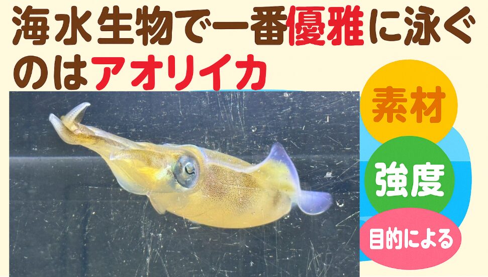 アオリイカの泳ぎは「釣る対象」から「観察する価値」へと昇華するほどの美しさ。釣太郎みなべ店で飼育中