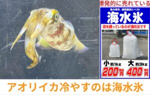 アオリイカの水っぽさを解消する海水氷。釣太郎