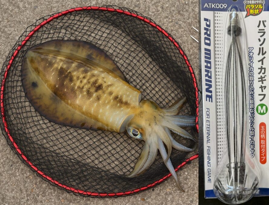 アオリイカ大型化！キロオーバーを逃さない「タモ vs ギャフ」徹底比較。釣太郎
