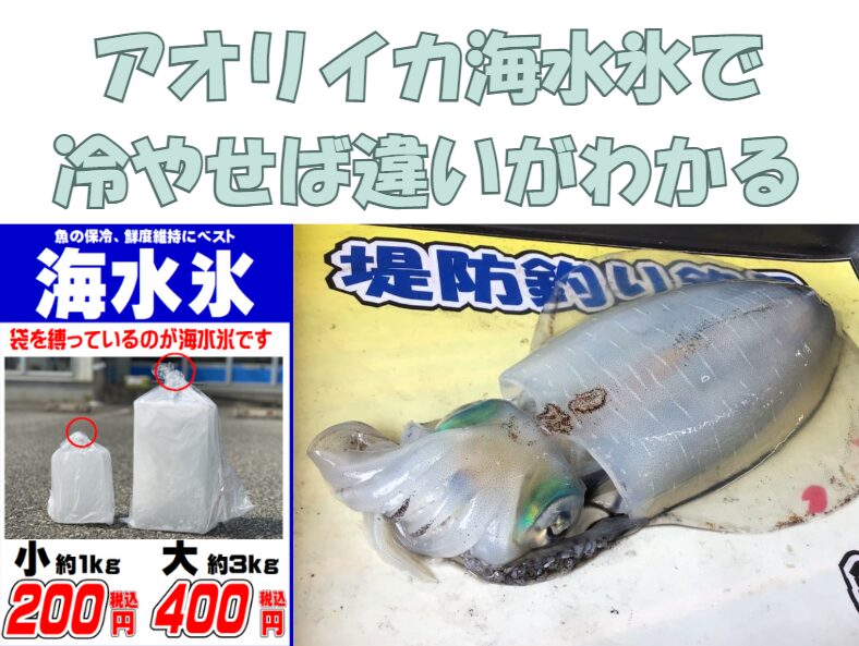 アオリイカの水っぽさを解消するには海水氷で冷やすのがベスト。釣太郎