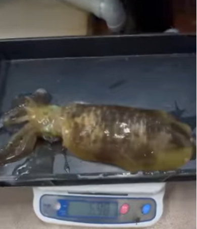 釣ったアオリイカは、釣太郎みなべ店で展示飼育しています。