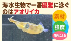 釣太郎がこれまでに200種類以上の海の生物を飼育する中で、アオリイカは圧倒的に別格の存在です。