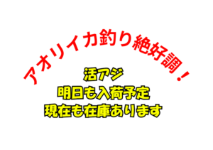 現在も活アジありますが、明日も入荷致します。アオリイカ絶好調！釣太郎