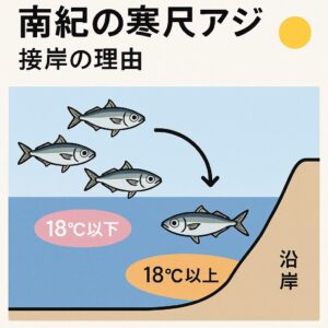 南紀で寒尺アジが堤防に接岸する理由は以下の通り。 黒潮により沿岸水温が18℃以上を維持✔ 沖が冷えると温かい沿岸に入り込む✔ 冬季代謝低下で沿岸で安定した餌を求める✔ 水深がある堤防が多く接岸しやすい.釣太郎
