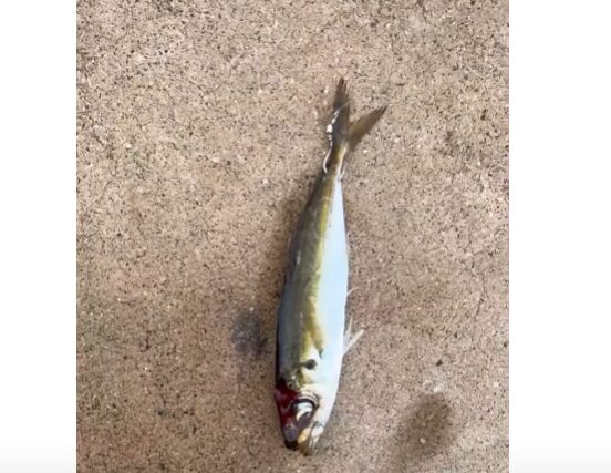 アジ殺しは釣り人にとって悔しい現象ですが、 実は「アオリイカが近くにいる」ことの証拠でもあります。