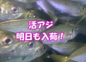 アオリイカ釣り好調で活アジ売れているため、明朝も入荷致します！釣太郎