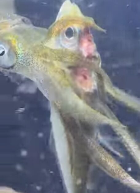 アオリイカの「アジ食べ残し」は、アワセのタイミングを計るヒント.ヤエン釣り入門。釣太郎