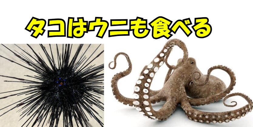 タコはウニも食べるって知ってますか？釣太郎