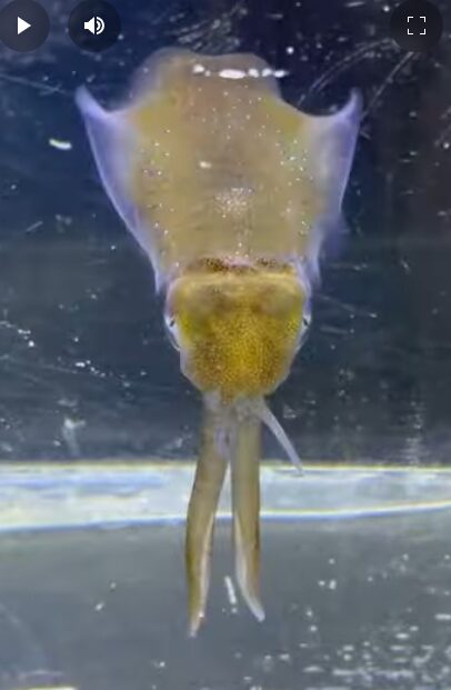 アオリイカの、この正面静止ポーズは、「対象物を正確に把握するための観察姿勢」である可能性が高いです。釣太郎