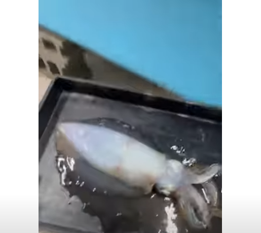 11月6日木曜日現在、釣太郎みなべ店で8杯のアオリイカが泳いでいます。