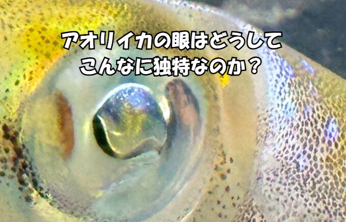 アオリイカの「目が良すぎる」は本当だった!巨大な「眼」が持つ驚異の性能。釣太郎みなべ店で飼育中。