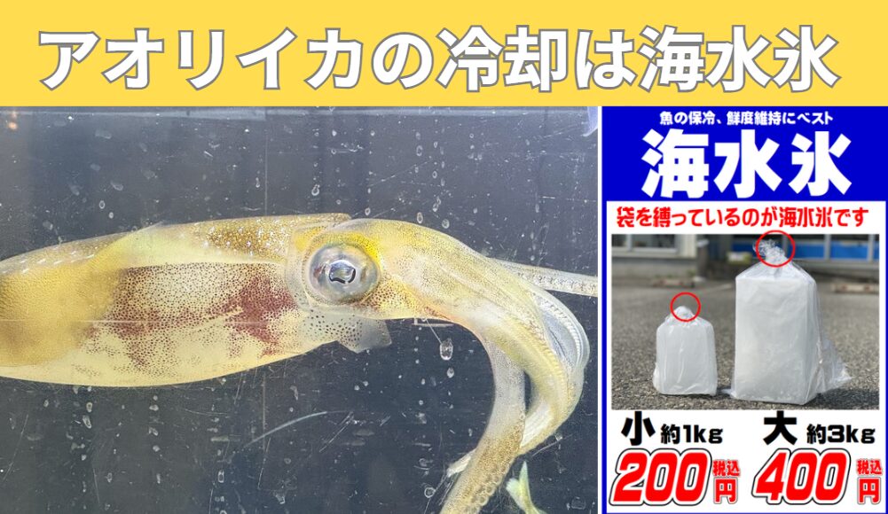 アオリイカを美味しく持ち帰るためには、 水道水を凍らせた普通氷は絶対に使わず、海水氷で冷却することが必須。釣太郎