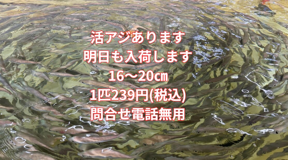 活アジあります。明日も入荷します。16～20㎝。1匹239円(税込) 釣太郎