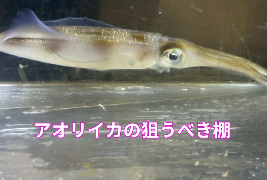 11月のアオリイカは、時間帯によってこれほど狙うべきタナ（層）が変わります。釣太郎