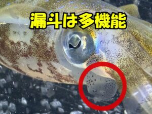 漏斗は、単なる「水を吐く管」ではなく推進・操舵・排泄・呼吸という複数の機能を、たった一つの器官に集約させた、アオリイカの生態の根幹をなす「万能生命維持装置」釣太郎