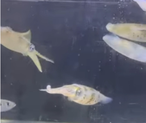 アオリイカは、透明な外套膜、瞬時に変化する色彩、エンペラの優雅な揺らめき、漏斗の精密な動き─まさに「海の芸術品」釣太郎