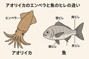 アオリイカのエンペラと魚のヒレは、見た目は似ていますが機能は大きく異なります。 ・アオリイカ。　姿勢制御、静音移動、ステルス性。・魚　推進力、速度、パワー共通点は「姿勢を整える」点だけ。釣太郎