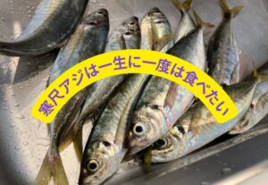 南紀の波止から釣れる寒尺アジは、一生に一度は食べたい。釣太郎