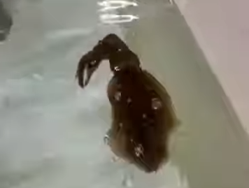 アオリイカ釣っては, 釣太郎みなべ店水槽へ入れ、少しづつ増やしています。