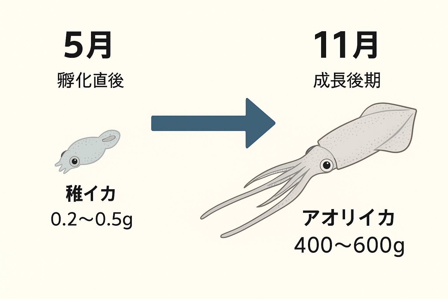 5月に孵化したアオリイカは、8月には60g前後・10月には300g前後・11月には平均400〜600gまで成長します釣太郎