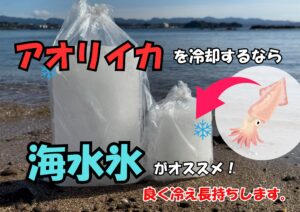 アオリイカの冷却は海水氷が最適 理由は以下の通り。真水で身が白濁するのを防げる。急冷しすぎず、身質を保てる。墨や汚れを自然に洗い流せる。釣太郎