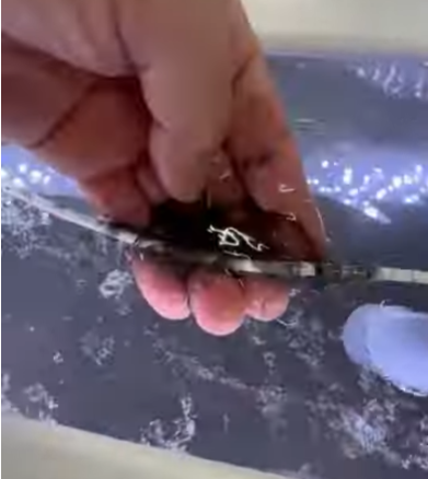 アオリイカの墨は、メラニン色素とムチンと呼ばれる粘液が混ざった特殊な成分.釣太郎