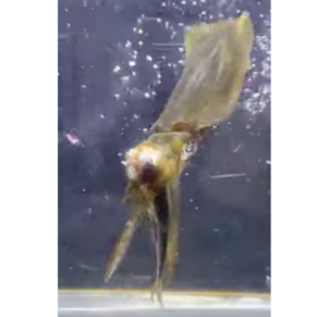 運が良ければ捕食シーンが見えます。釣太郎みなべ店でアオリイカ展示飼育しています。