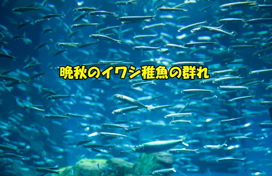 孵化時期と成長スピードの関係。イワシは水温20℃前後で活発に産卵・成長します。しかし、晩秋〜初冬になると水温が急激に下がり、プランクトンの量が減少して餌不足になります。釣太郎