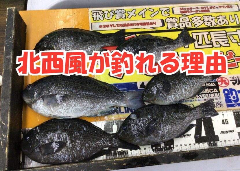 南紀の寒グレ釣りにおいて、北西風は敵ではなく「最強の味方」釣太郎