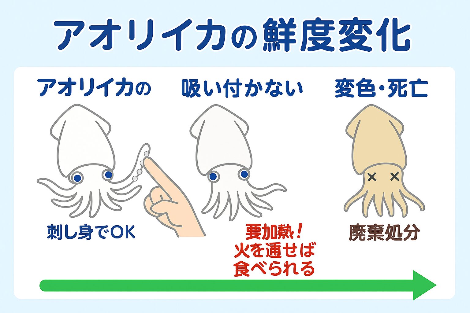 アオリイカ、吸盤が吸い付く：最も分かりやすい指標。指に吸着するなら刺身OK。釣太郎