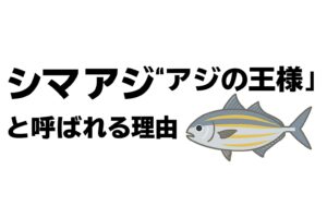 シマアジは、単なる高級魚ではありません。 食べて美味しく、見て美しく、釣って楽しく、知って驚く——そのすべてが揃っているからこそ「アジの王様」釣太郎