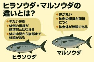 ヒラソウダ マルソウダ。体型 体高があり平たい 丸みがありずんぐり。模様 頭頂部から離れた暗色模様 頭頂部とくっついた暗色模様 。釣太郎