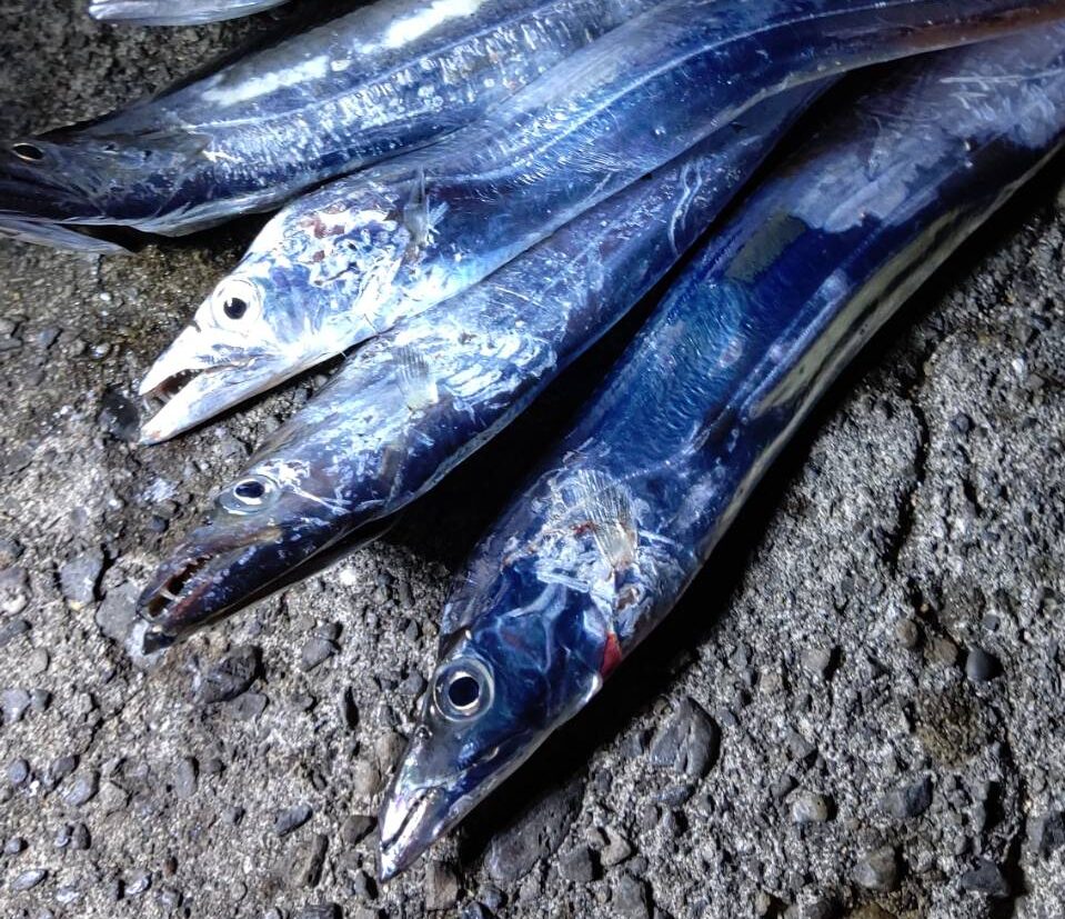 太刀魚は“条件の良い瞬間”を狙って動く魚であり、“冷たい海や汚い海が好き”というわけではない.釣太郎
