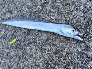 タチウオ、一部で釣れ始めているようです。釣太郎