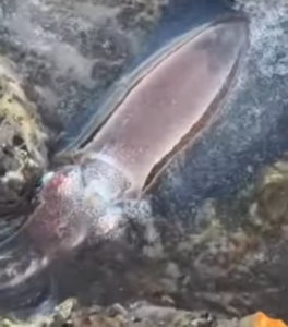 11月16日日曜日のヤエン釣り、3杯目のアオリイカ釣果。釣太郎